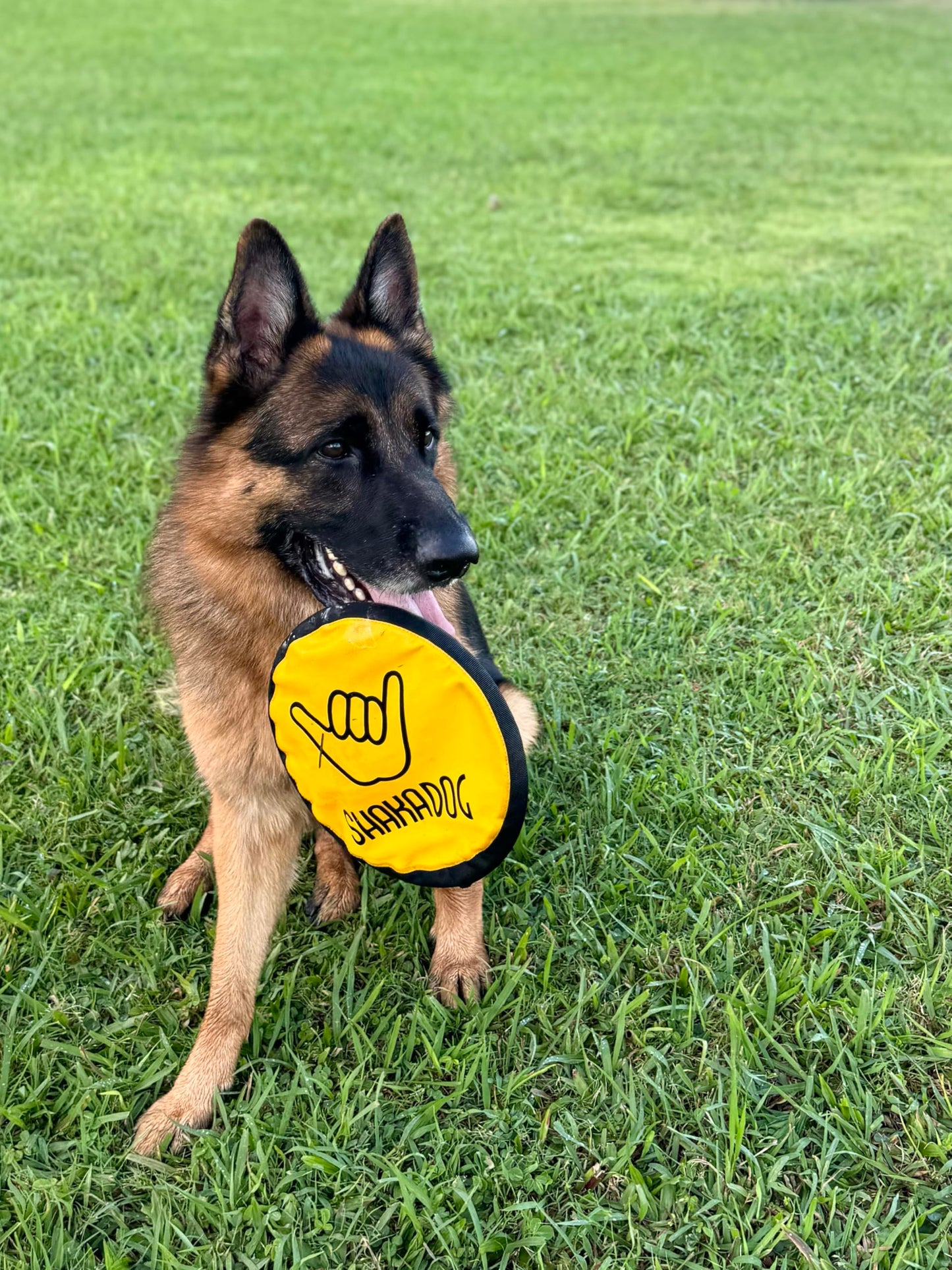 Shaka ZippyToss Flying Dog Disc Interative Fetch Toy 9" (Multi-Color, Pack of 5)