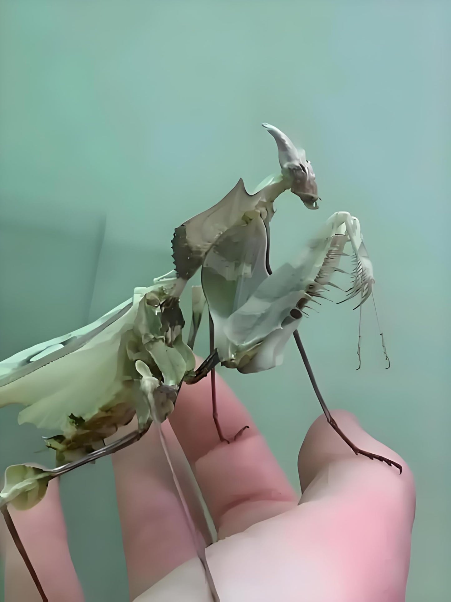 Giant Devil's Flower Mantis Eggs (1 Eggshell) – Equipped with a Transparent Window Pocket to Observe The Hatching Process, Each Ootheca can Produce up to 50 Baby mantises