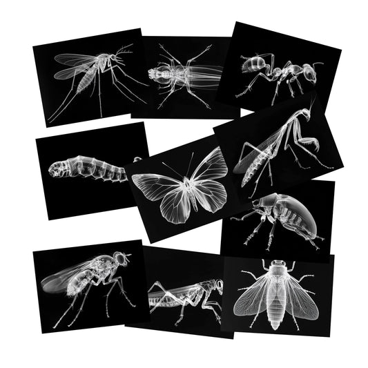 Animal X-Ray Set, Educational Science Kit, Light Table Accessory for Children (Insects)