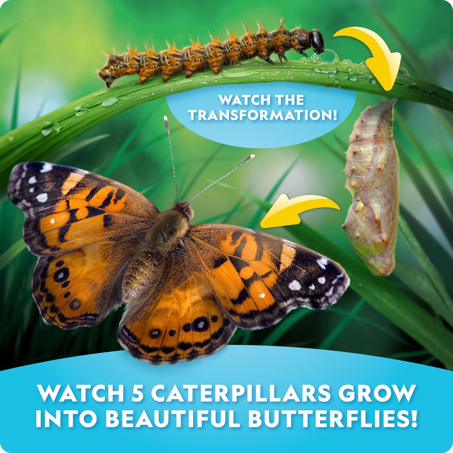 National Geographic Ultimate Butterfly Growing Kit – Butterfly Habitat Kit with Voucher to Redeem 5 Caterpillars (S&H Not Included), Glow-in-The-Dark Figures, Hands-On Activity, Outdoor Toys