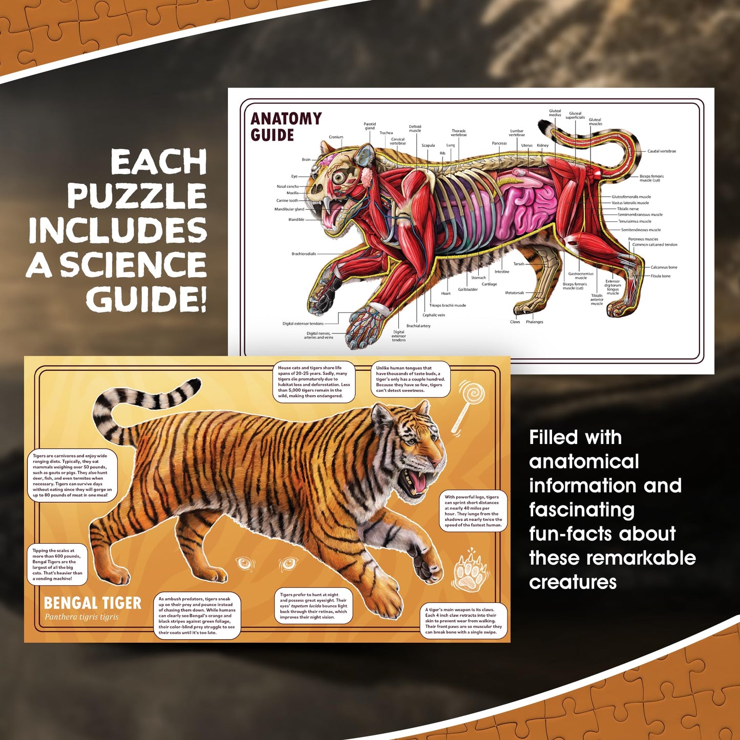 Tiger Animal Anatomy Floor Puzzle | 100-Piece Double Sided Jigsaw Puzzle | Large-Sized, Over 3 Feet Scientifically Accurate Illustration - Fun and Educational Toy for Kids, Toddlers and Families