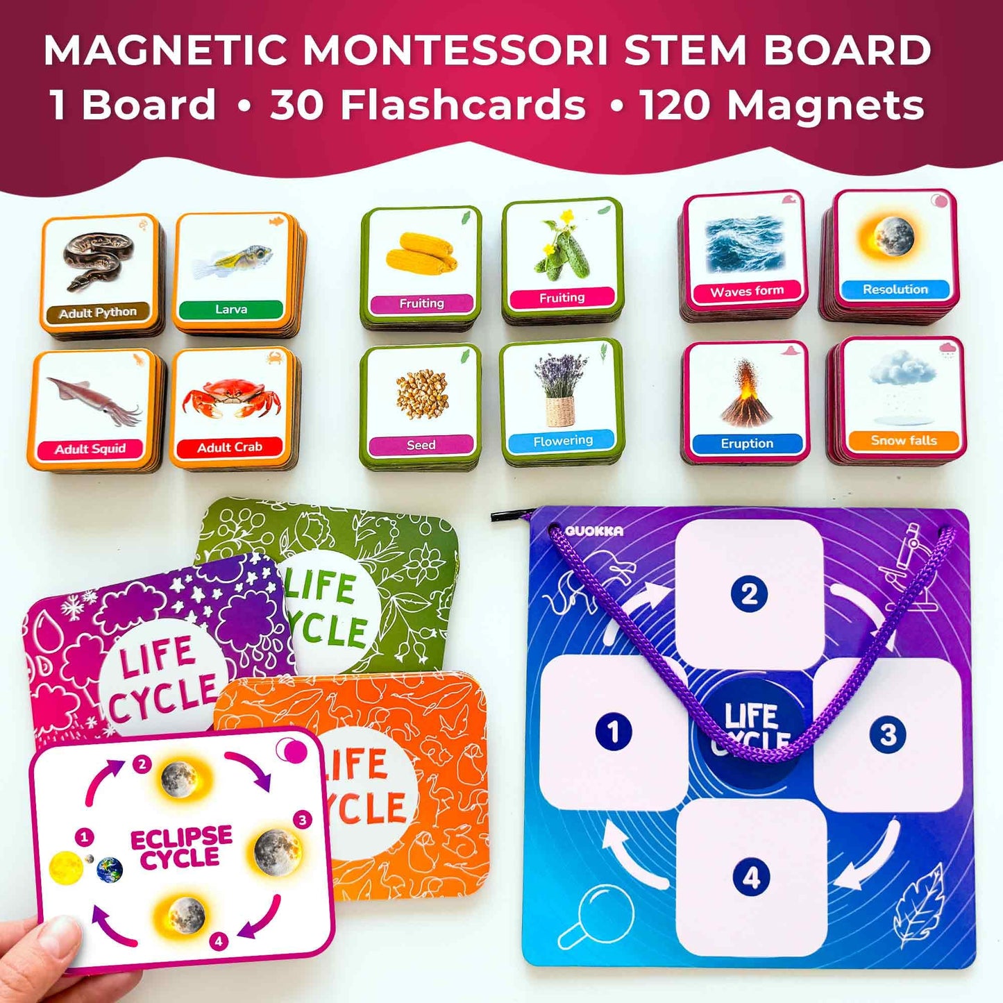 QUOKKA Life CycleToys for Kids - 30 Flashcards Toddler Science Kit Ages 2-4 - Pre-k Plant Animals Nature Learning Materials 3-5 - 120 Magnetic Flash Cards for Preschool and School (Part 2)
