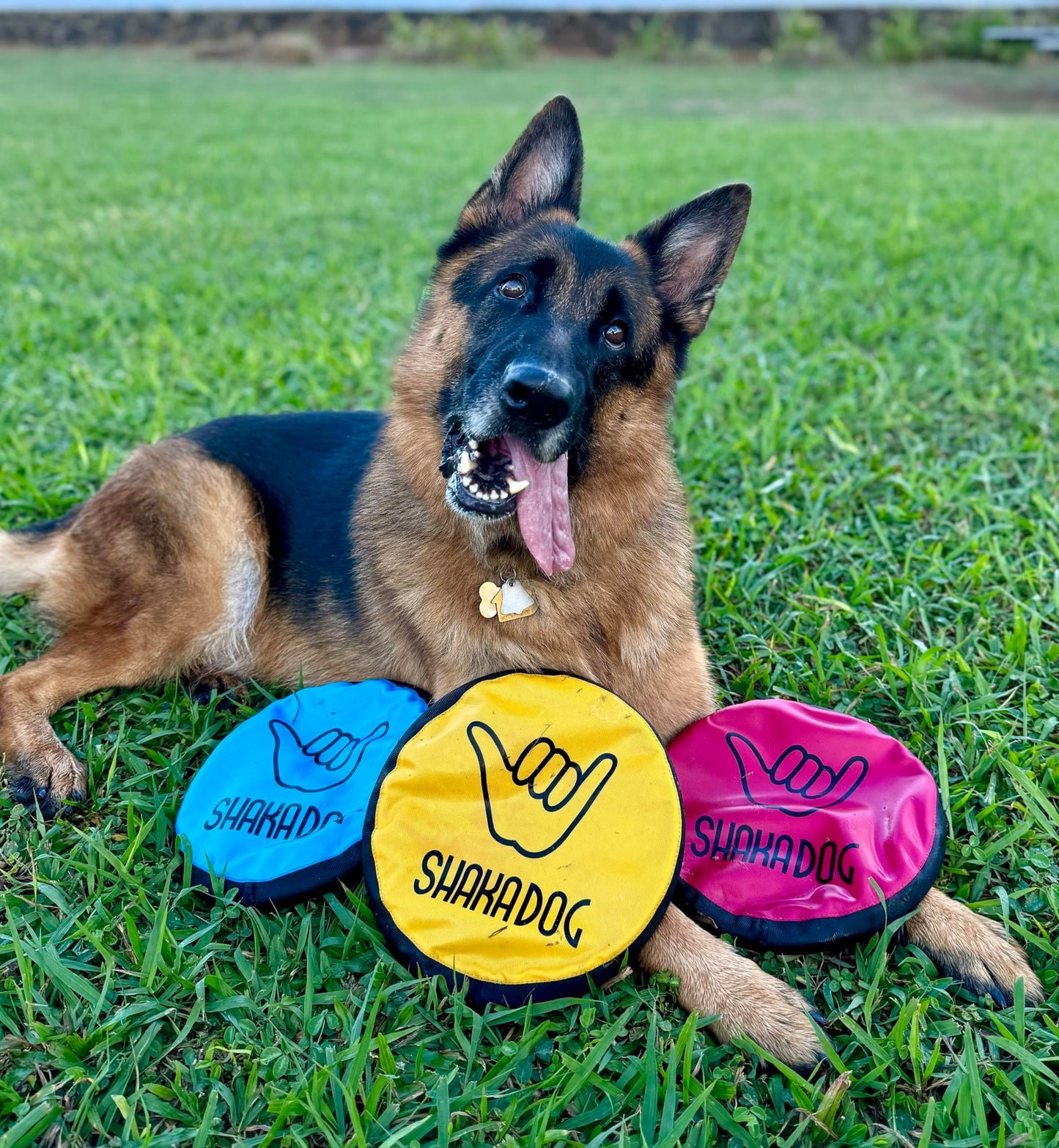 Shaka ZippyToss Flying Dog Disc Interative Fetch Toy 9" (Multi-Color, Pack of 5)