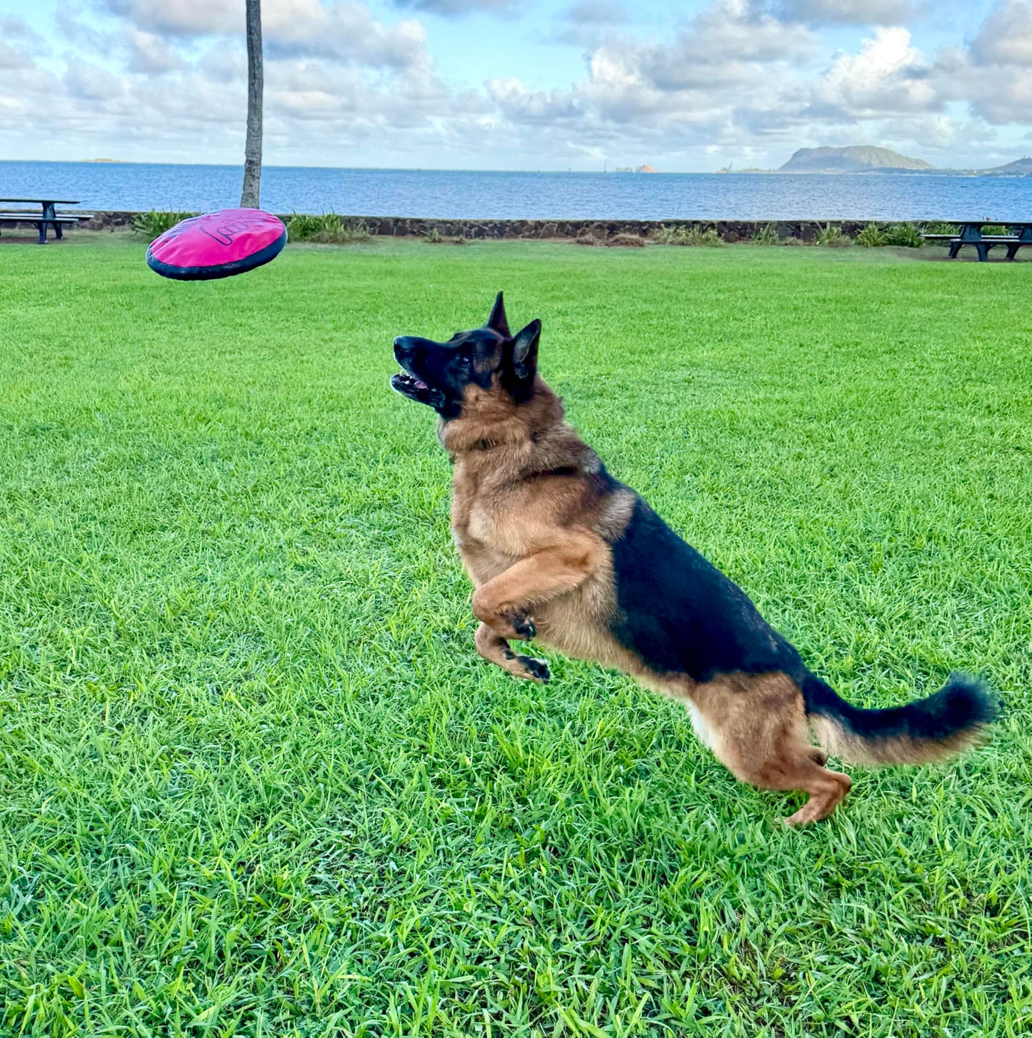 Shaka ZippyToss Flying Dog Disc Interative Fetch Toy 9" (Multi-Color, Pack of 5)